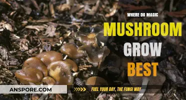Ideal Environments for Magic Mushrooms: Where They Thrive Naturally