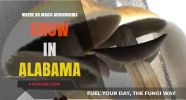 Exploring Alabama's Hidden Habitats for Magic Mushrooms: A Guide