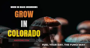 Exploring Colorado's Wild Magic Mushroom Habitats: Where to Find Them
