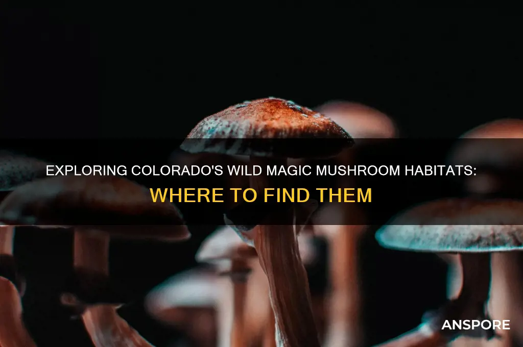 where do magic mushrooms grow in colorado