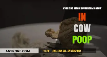 Exploring the Natural Habitat: Magic Mushrooms in Cow Manure