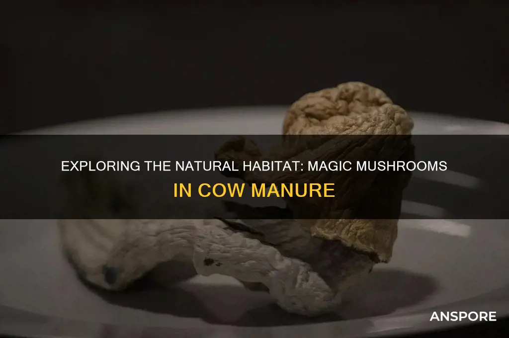 where do magic mushrooms grow in cow poop