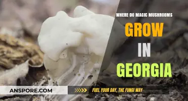 Discovering Georgia's Hidden Magic Mushroom Habitats: A Forager's Guide