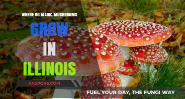 Exploring Illinois: Natural Habitats for Magic Mushrooms Growth