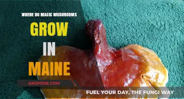 Exploring Maine's Hidden Spots: Where Magic Mushrooms Naturally Thrive