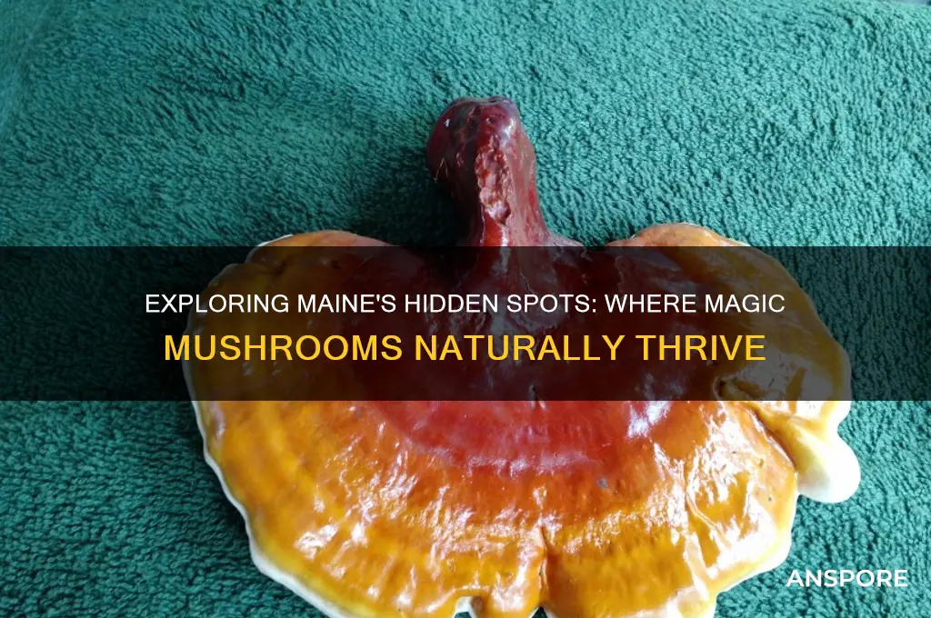 where do magic mushrooms grow in maine