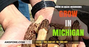 Discovering Michigan's Hidden Magic Mushroom Habitats: A Forager's Guide