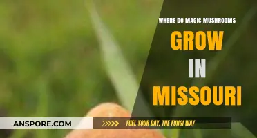 Discovering Missouri's Hidden Magic Mushroom Habitats: A Forager's Guide