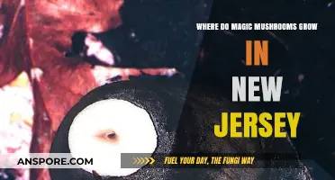 Discovering New Jersey's Hidden Spots for Magic Mushroom Growth