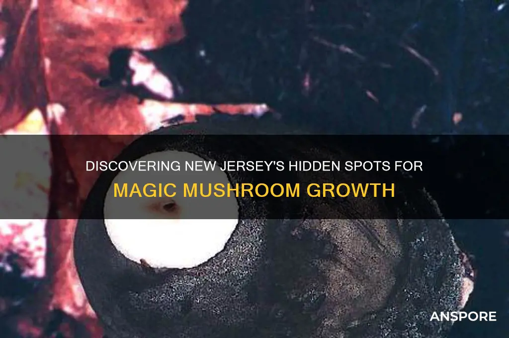 where do magic mushrooms grow in new jersey