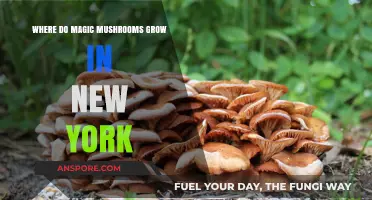 Discovering New York's Hidden Magic Mushroom Habitats and Growth Spots