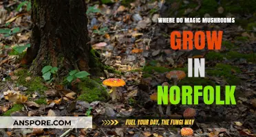 Discovering Norfolk's Hidden Magic Mushroom Habitats: A Forager's Guide