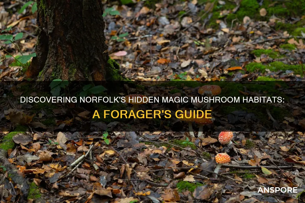 where do magic mushrooms grow in norfolk