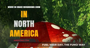 Exploring North America's Hidden Habitats for Magic Mushrooms