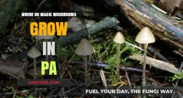 Discovering Pennsylvania's Hidden Spots for Magic Mushroom Growth