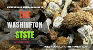 Exploring Washington State's Wild Magic Mushroom Habitats and Growth Spots