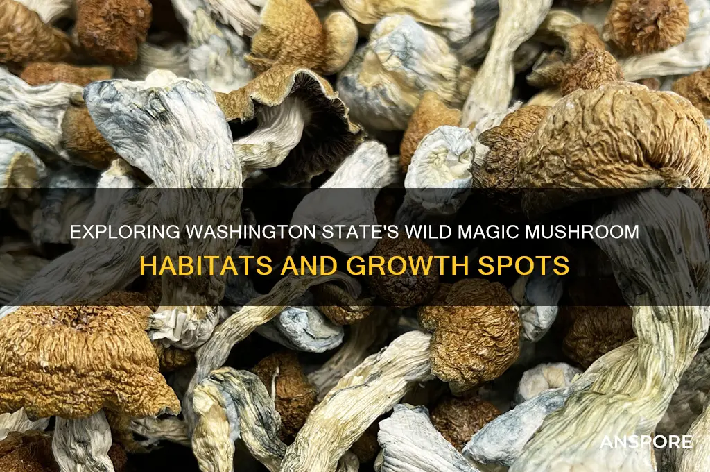 where do magic mushrooms grow in the washinfton stste