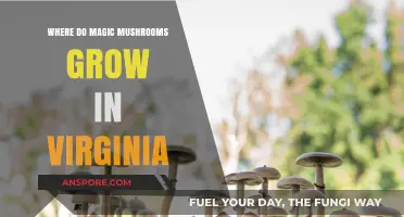 Discovering Virginia's Hidden Spots for Magic Mushroom Growth