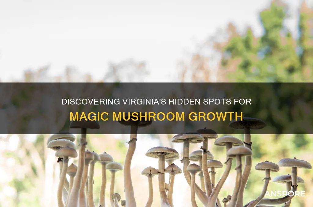 where do magic mushrooms grow in virginia