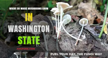 Discovering Washington State's Hidden Magic Mushroom Habitats and Growing Spots