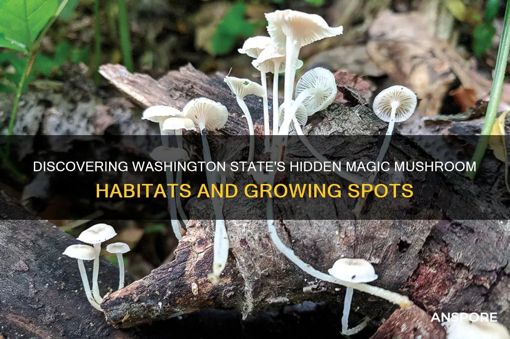 where do magic mushrooms grow in washington state