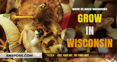 Discovering Wisconsin's Hidden Magic Mushroom Habitats: A Forager's Guide