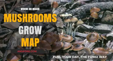 Exploring the Global Map: Where Magic Mushrooms Naturally Grow