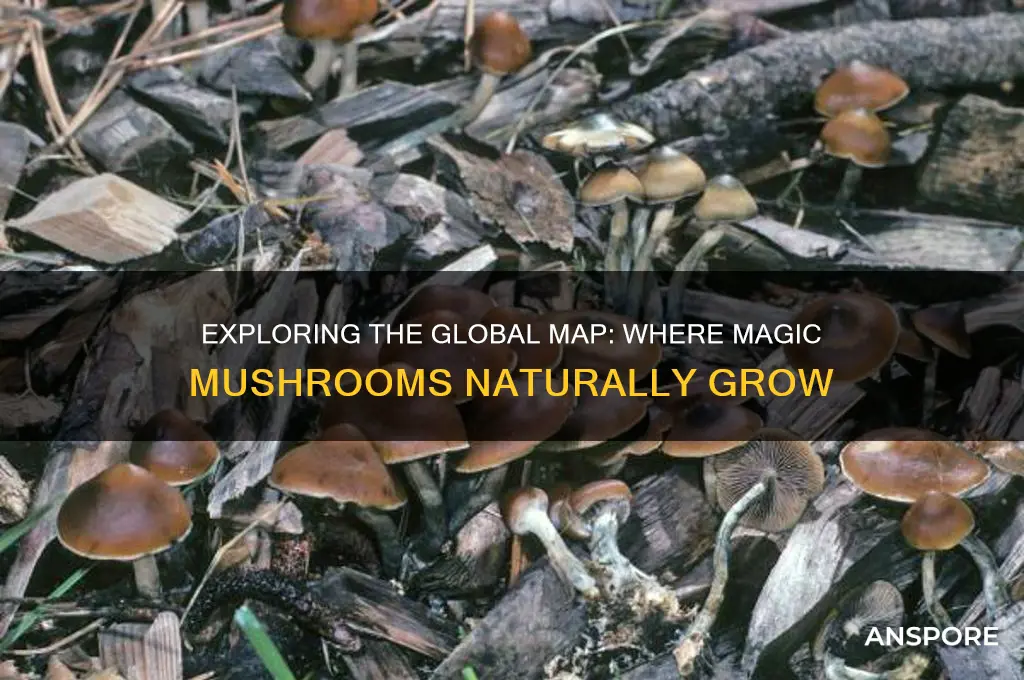 where do magic mushrooms grow map