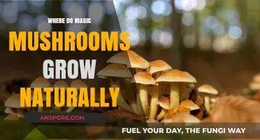 Exploring the Natural Habitats of Magic Mushrooms: Where They Thrive