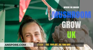 Discovering UK's Hidden Spots: Where Magic Mushrooms Naturally Thrive