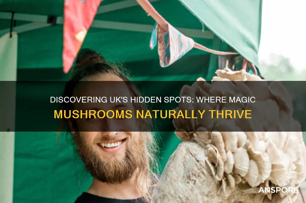 where do magic mushrooms grow uk