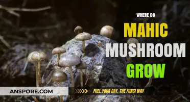 Exploring the Natural Habitats of Magic Mushrooms: Where They Thrive