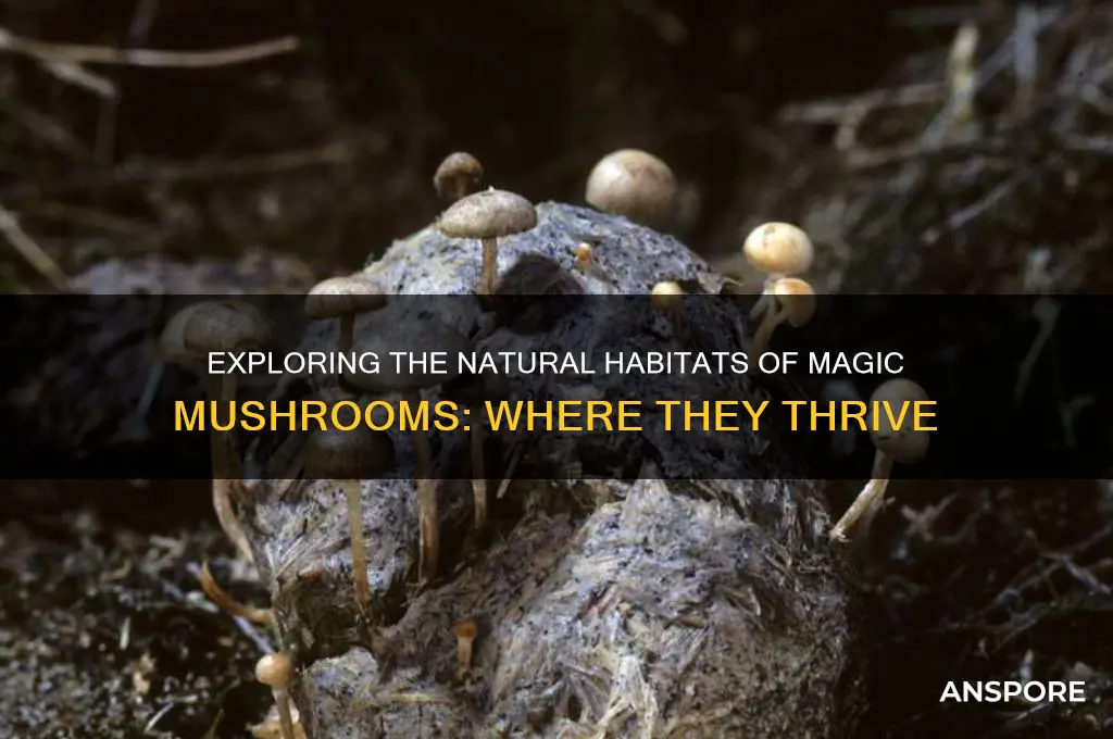 where do mahic mushrooms grow
