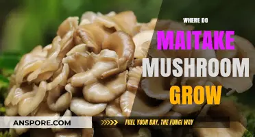 Discovering Maitake Mushrooms: Natural Habitats and Growing Conditions Explained