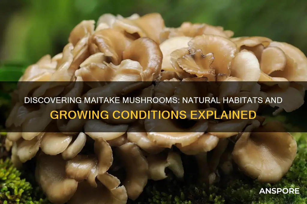 where do maitake mushrooms grow