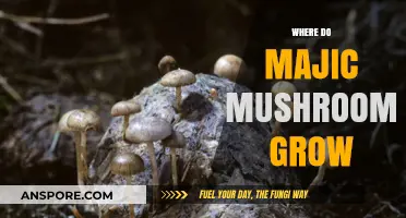 Exploring the Natural Habitats: Where Do Magic Mushrooms Grow?