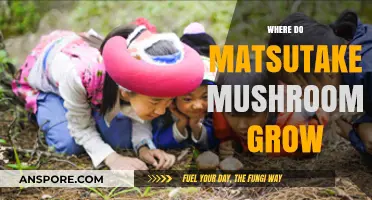 Discovering Matsutake Mushrooms: Their Natural Habitats and Growth Conditions