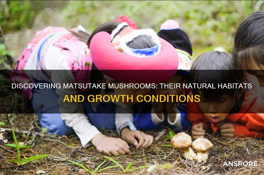 where do matsutake mushrooms grow