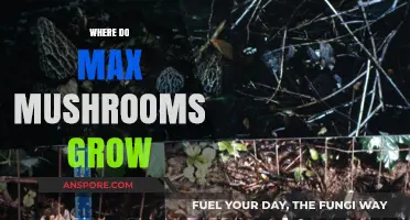 Exploring the Ideal Habitats for Maximum Mushroom Growth