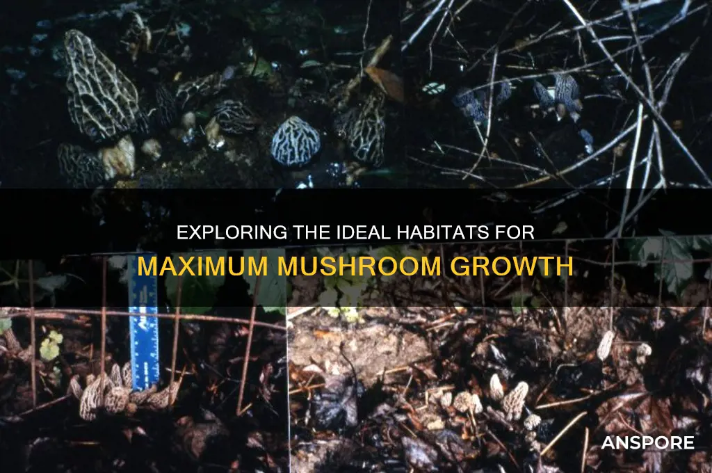 where do max mushrooms grow