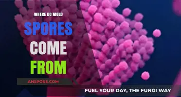 Unveiling the Origins: Where Do Mold Spores Come From?