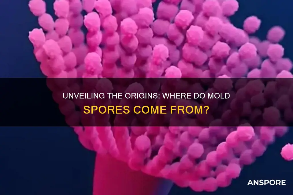 where do mold spores come from