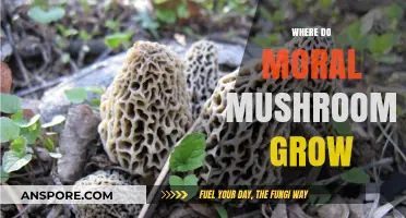Exploring the Ethical Origins of Moral Mushrooms: Where Do They Thrive?