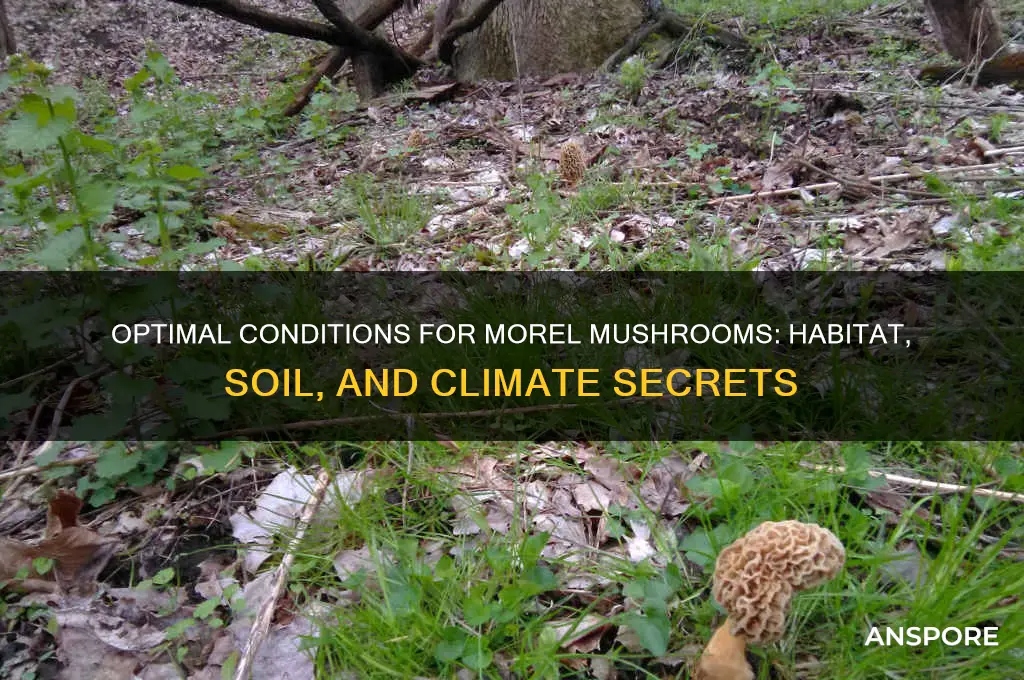 where do morel mushrooms grow best