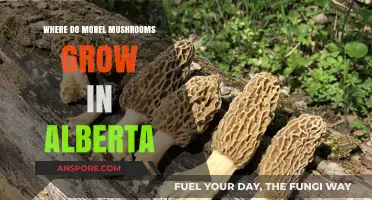 Discovering Alberta's Morel Mushroom Hotspots: Where and When to Hunt