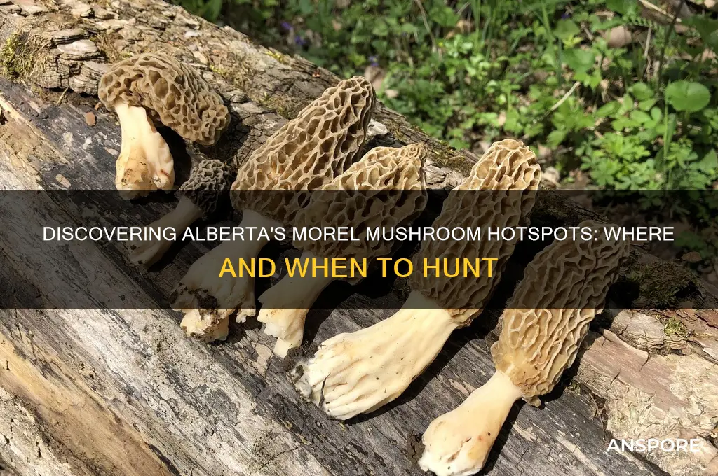 where do morel mushrooms grow in alberta