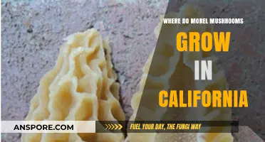 Discovering California's Morel Mushroom Hotspots: Locations and Growing Conditions