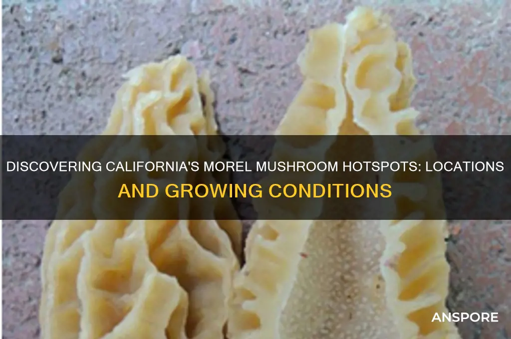 where do morel mushrooms grow in california
