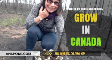 Discovering Canada's Morel Mushroom Hotspots: Ideal Habitats and Growing Conditions