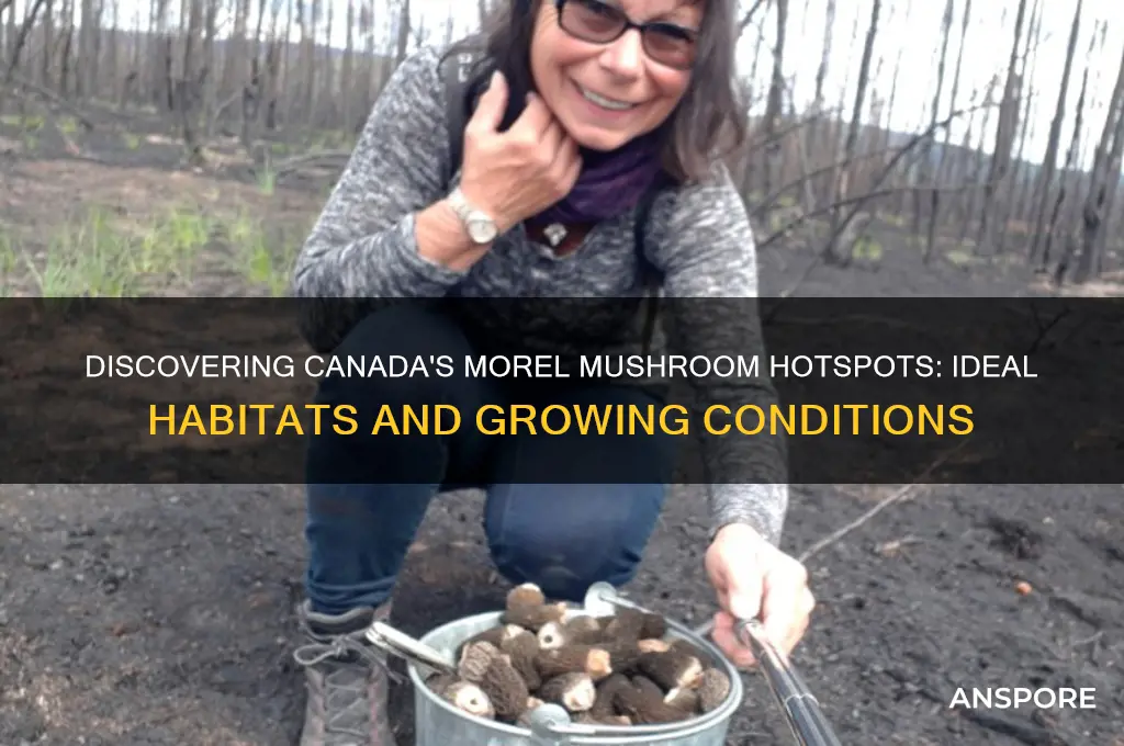 where do morel mushrooms grow in canada
